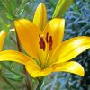 Yellow Stargazer Lily paint by numbers