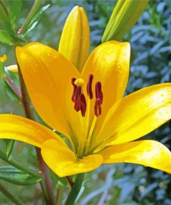 Yellow Stargazer Lily paint by numbers