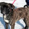 Cute Black Bugg Dog paint by numbers