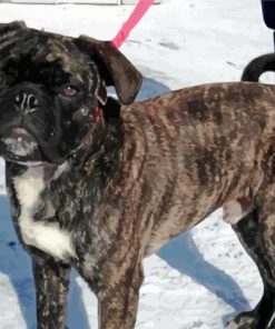 Cute Black Bugg Dog paint by numbers