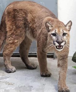 Wild Cougar Animal paint by numbers