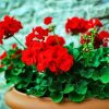 Aesthetic Geraniums Flowers paint by number