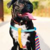 Cute Black Bugg Puppy paint by numbers