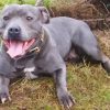 Aesthetic Blue Staffie paint by number