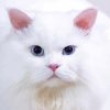 Aesthetic White Persian Cat paint by number