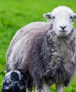 Animal Herdwick paint by number