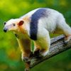 Anteater Tamandua paint by numbers
