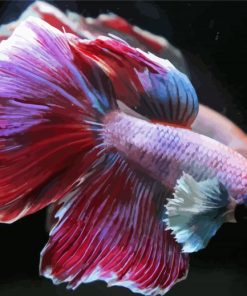 Cute Purple Betta Fish paint by numbers