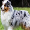 Australian Shepherd Card Small paint by numbers
