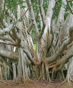 Banyan Tree Landscape paint by numbers