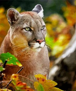 Big Cat Cougar paint by numbers