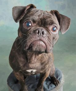 Cute Black Bugg Dog Animal paint by numbers