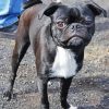 Black Bugg Dog paint by numbers