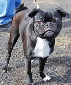 Black Bugg Dog paint by numbers
