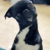 Black Bugg Dog Animal paint by numbers