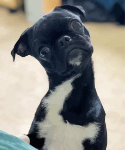 Black Bugg Dog Animal paint by numbers