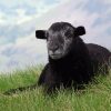 Black Herdwick Sheep paint by numbers