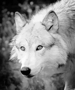 Black And White Arctic Wolf paint by number