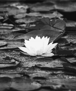 Black And White Lily Flower paint by numbers