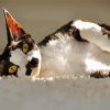 Devon Rex Cat paint by number