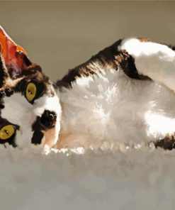 Devon Rex Cat paint by number