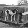 Black And White Dog In Truck paint by number