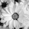 Black And White Flowers paint by numbers