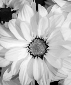 Black And White Flowers paint by numbers