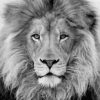 Black And White Lion Animal paint by number