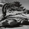 Black And White Tree By Ansel Adams paint by number