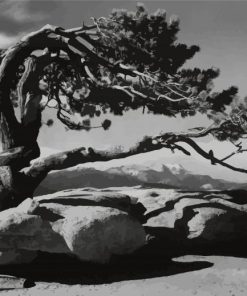 Black And White Tree By Ansel Adams paint by number