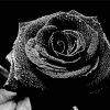 Black Roses Plants paint by numbers