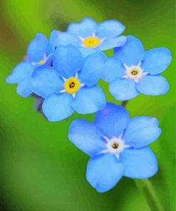 Blue Forget Me Not Flowers paint by number