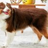 Breed Profile Australian Shepherd paint by numbers
