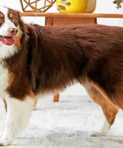 Breed Profile Australian Shepherd paint by numbers