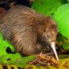 Brown Kiwi Bird paint by number