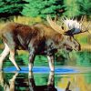 Bull Moose Water paint by number