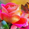 Butterfly On Pink Rose paint by number
