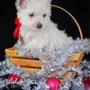 Christmas Westie Dog paint by number