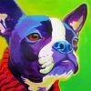 Colorful Boston Terrier Dog paint by number