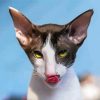 Cornish Rex Cat Head paint by numbers