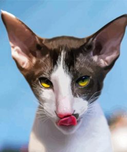 Cornish Rex Cat Head paint by numbers