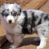 Cute Australian Shepherd Puppy paint by number