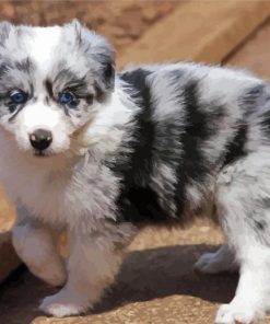 Cute Australian Shepherd Puppy paint by number