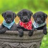 Cute Black Labrador Retrievers paint by number