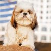 Cute Lhasa Apso Dog paint by number