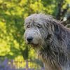 Cute Wolfhound Dog paint by number