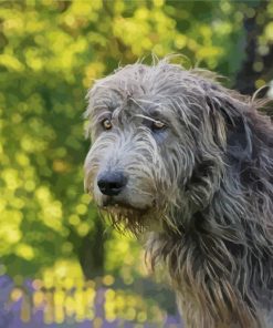 Cute Wolfhound Dog paint by number