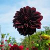 Beautiful Dark Dahlia Red Flower paint by numbers