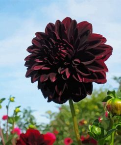 Beautiful Dark Dahlia Red Flower paint by numbers